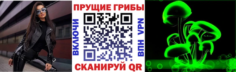 как найти наркотики  Суровикино  Галлюциногенные грибы Psilocybine cubensis 